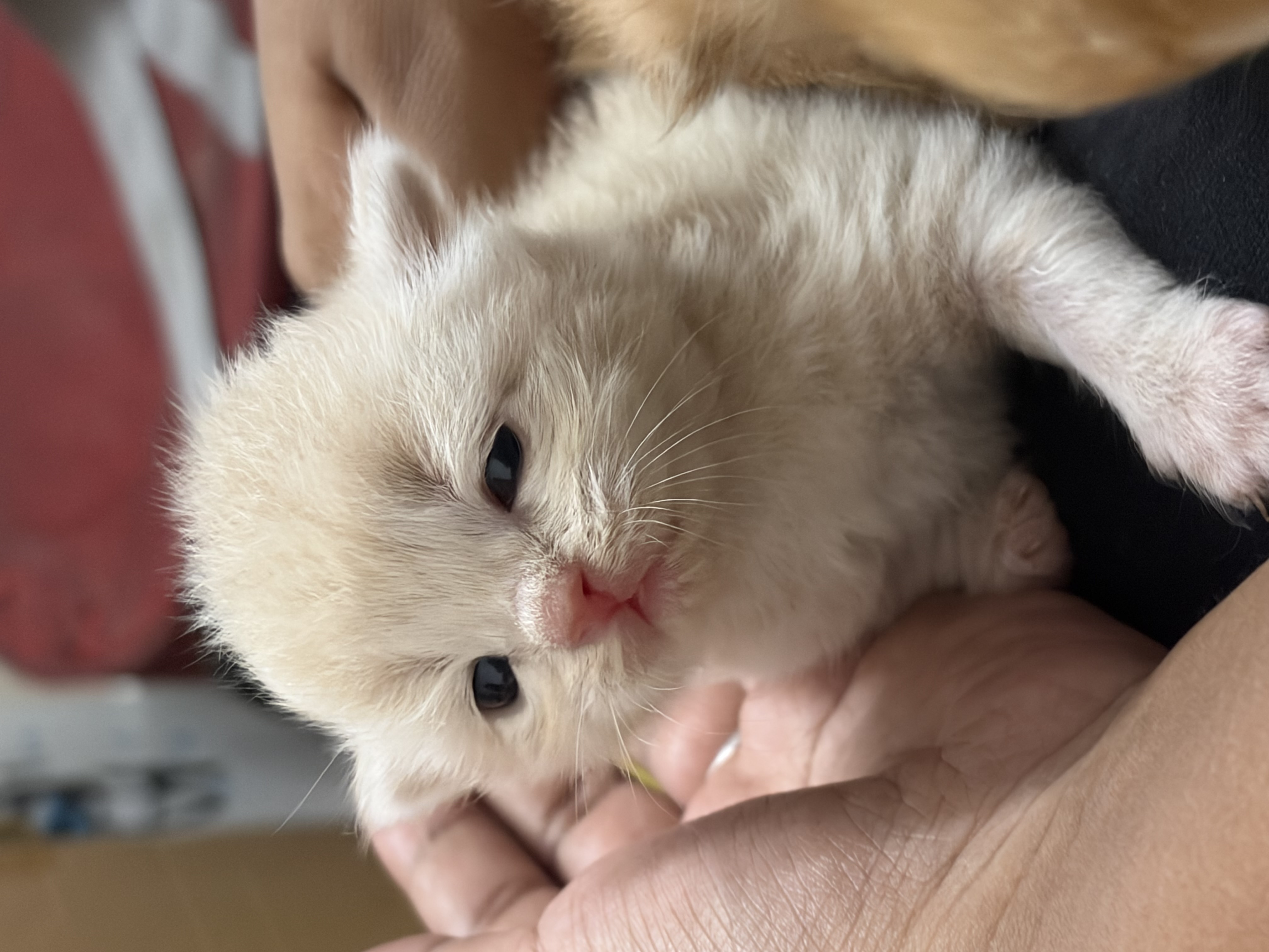 Cats