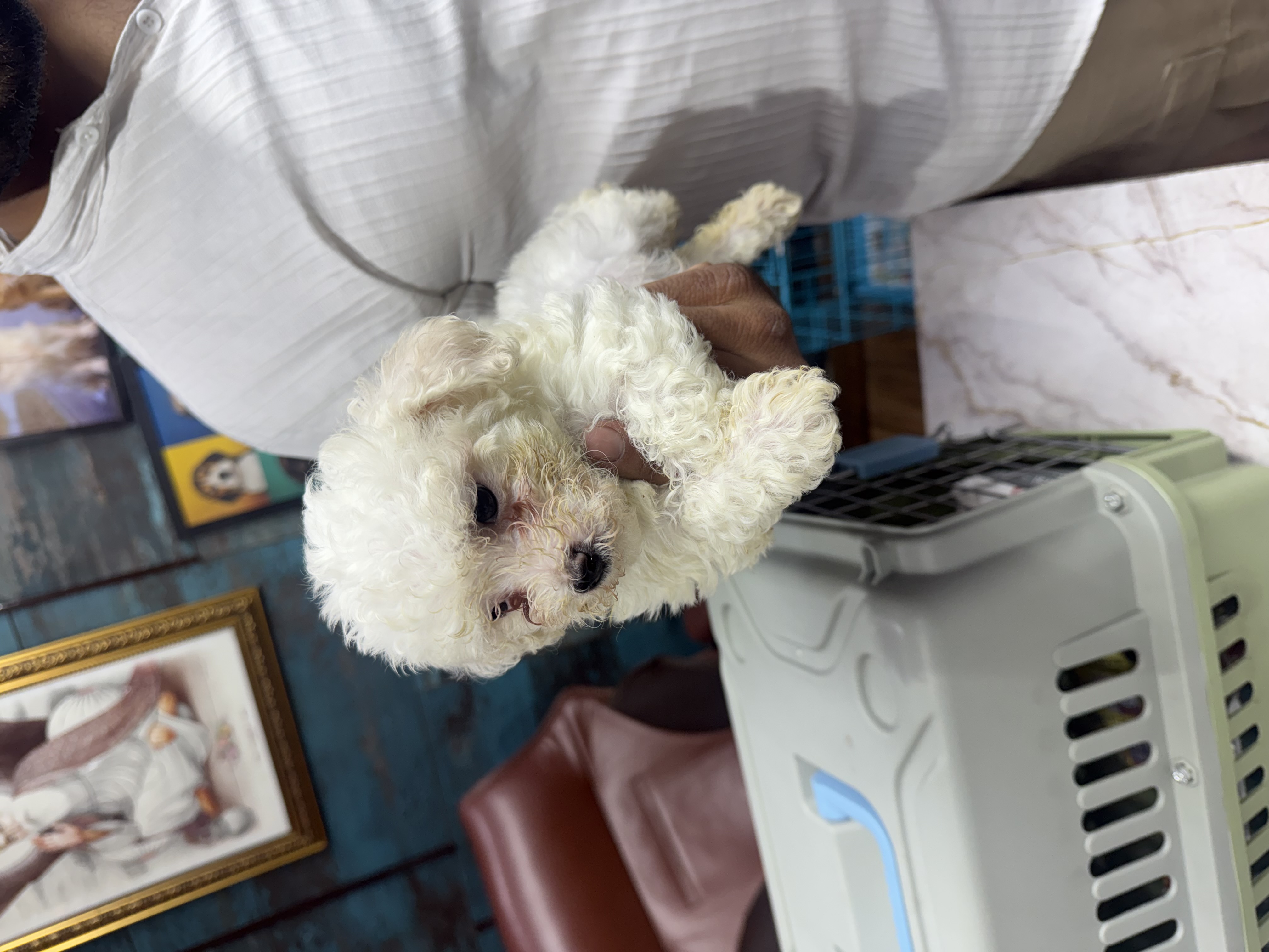 Pet