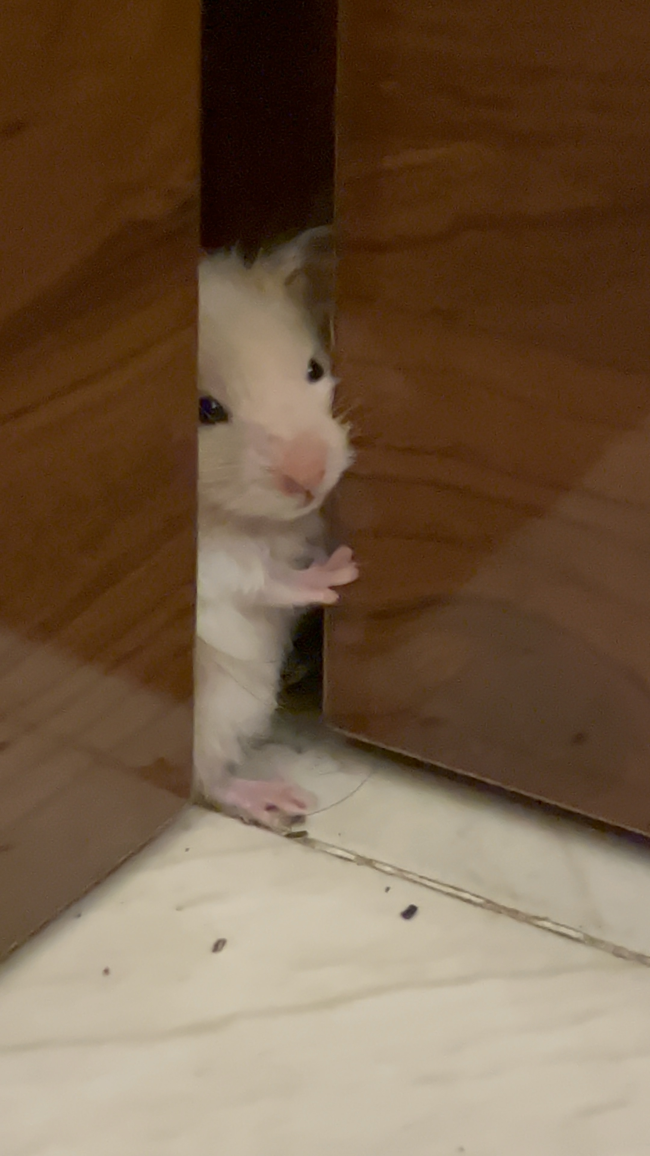 Pet