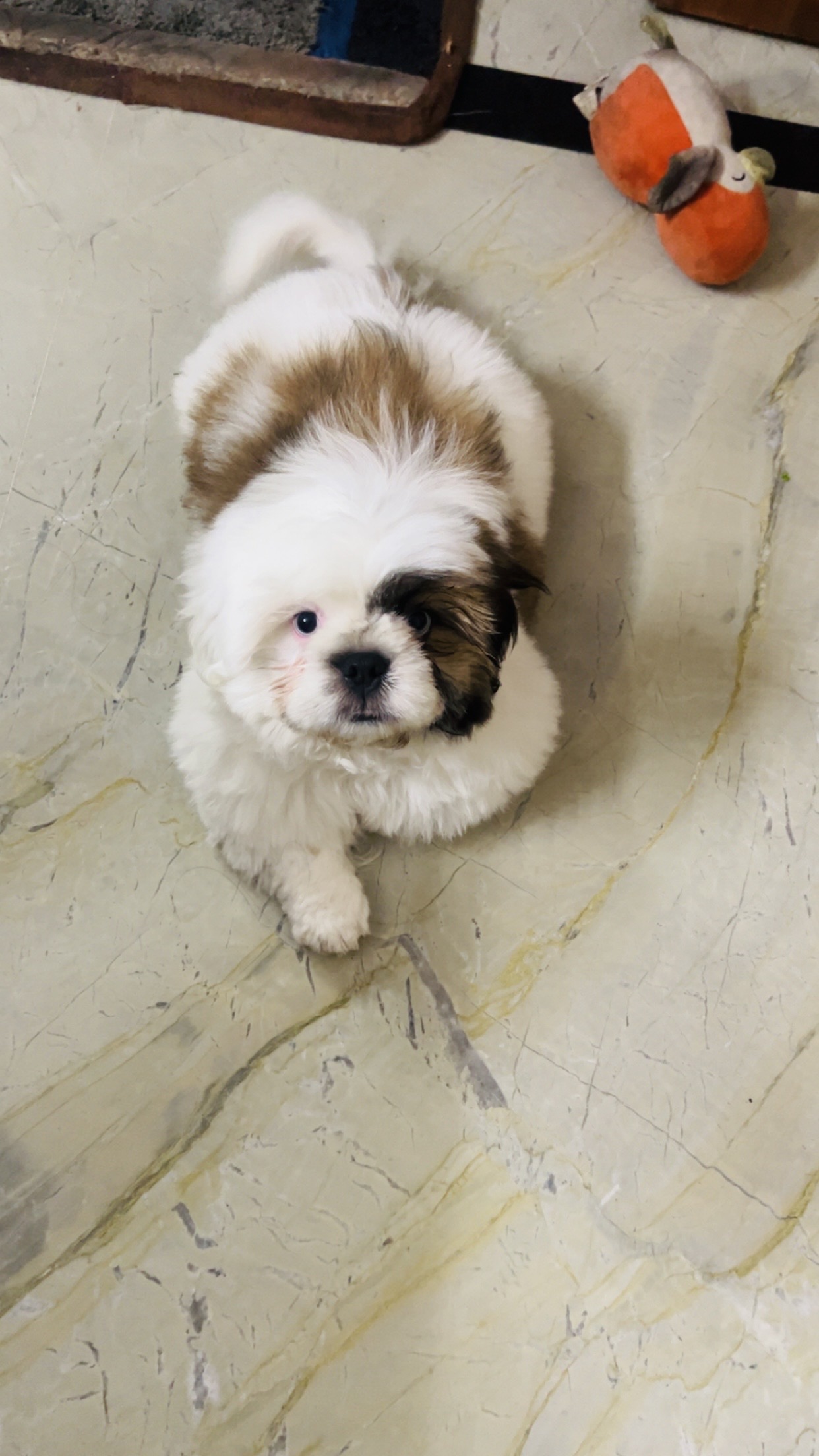 Pet
