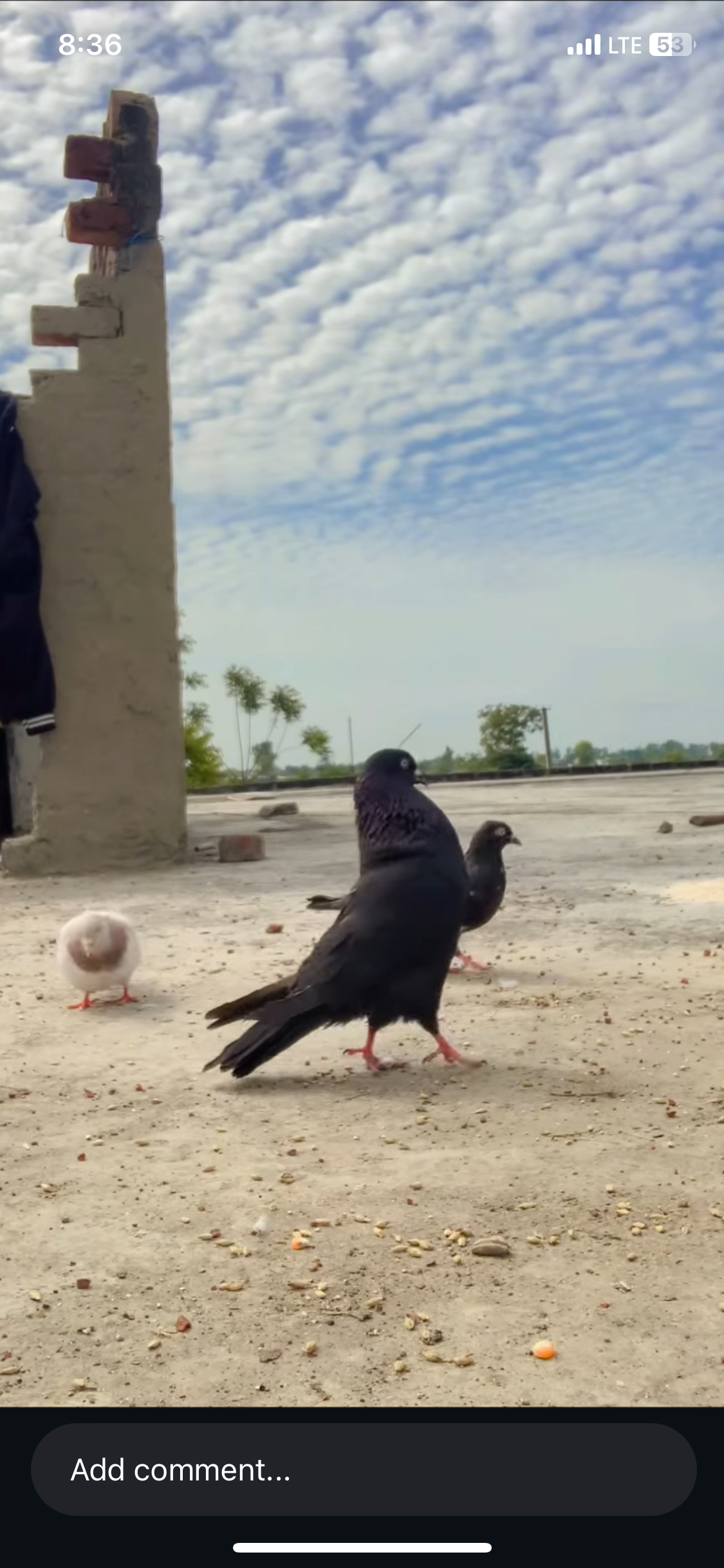 Pet