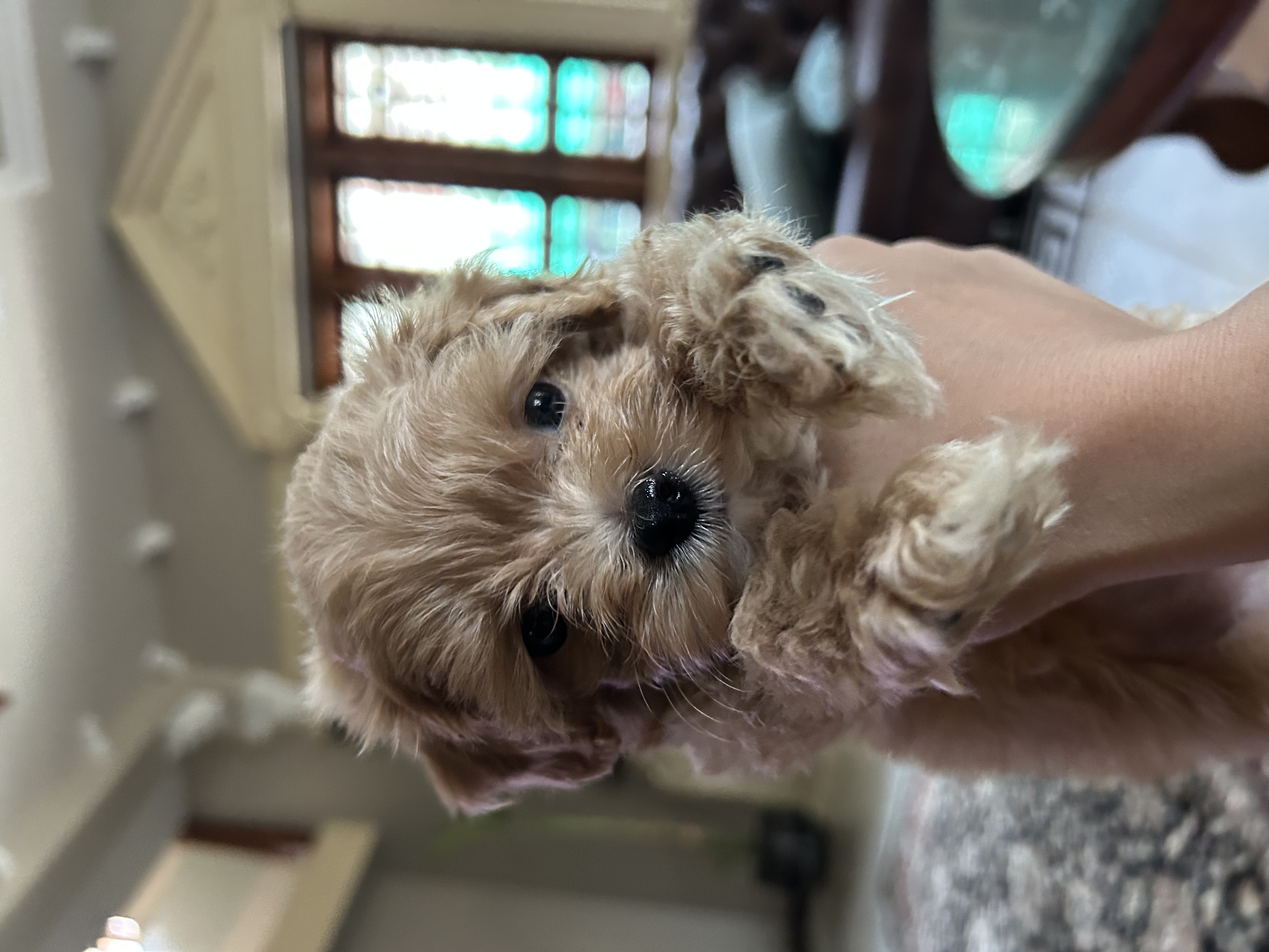 Pet