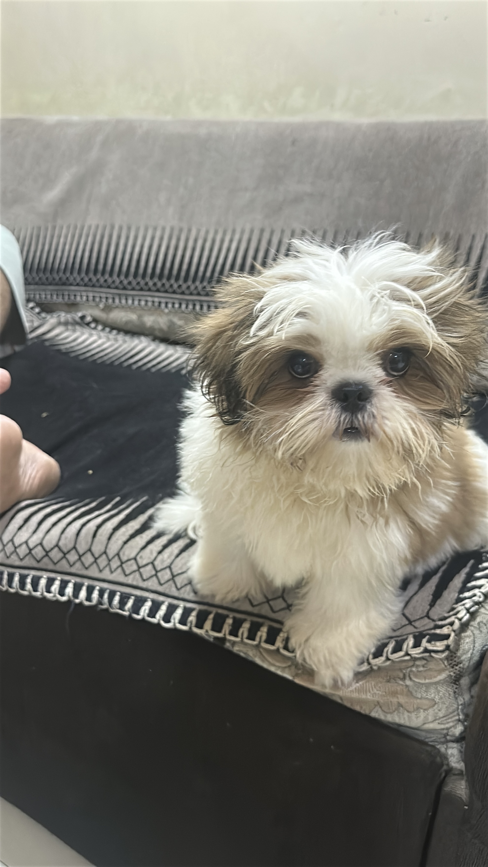 Pet