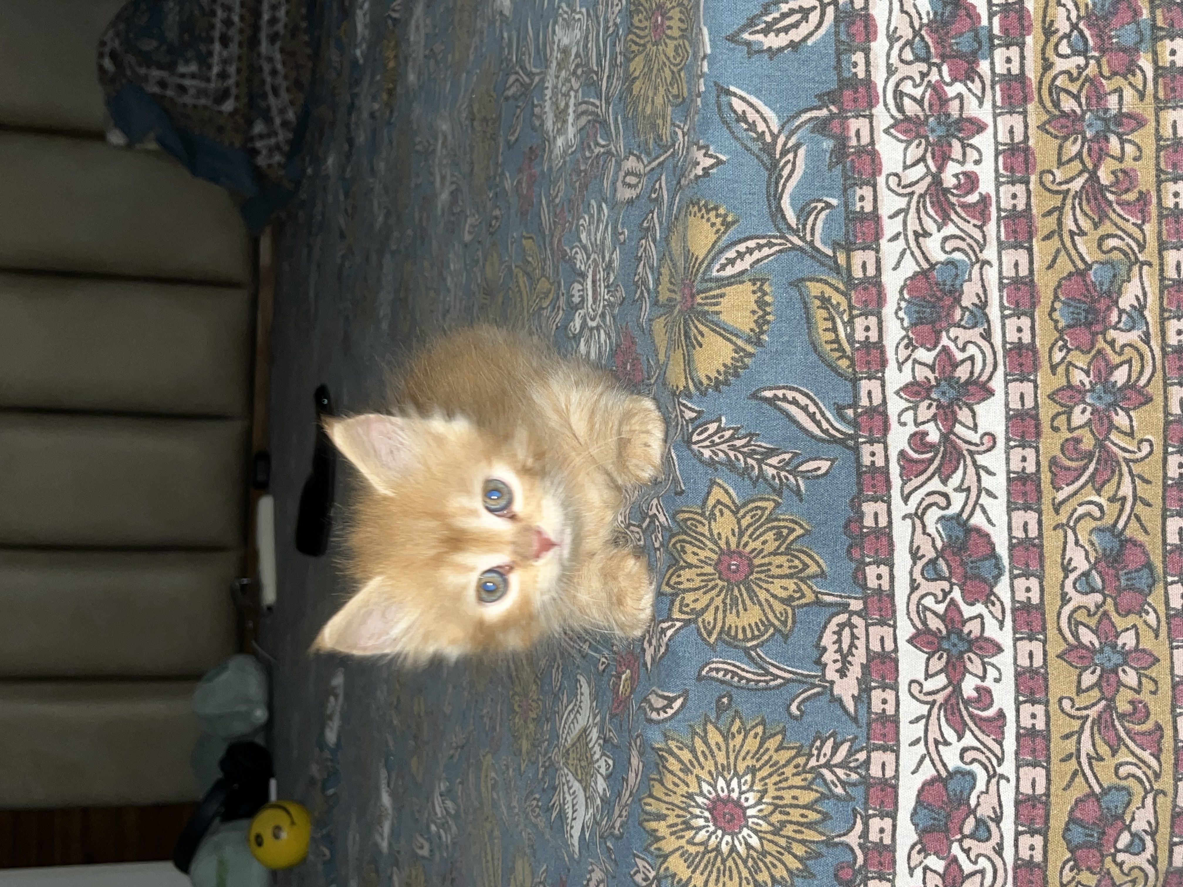 Pet