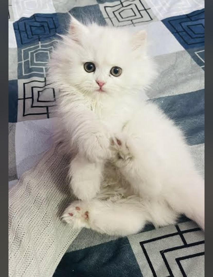 Cats
