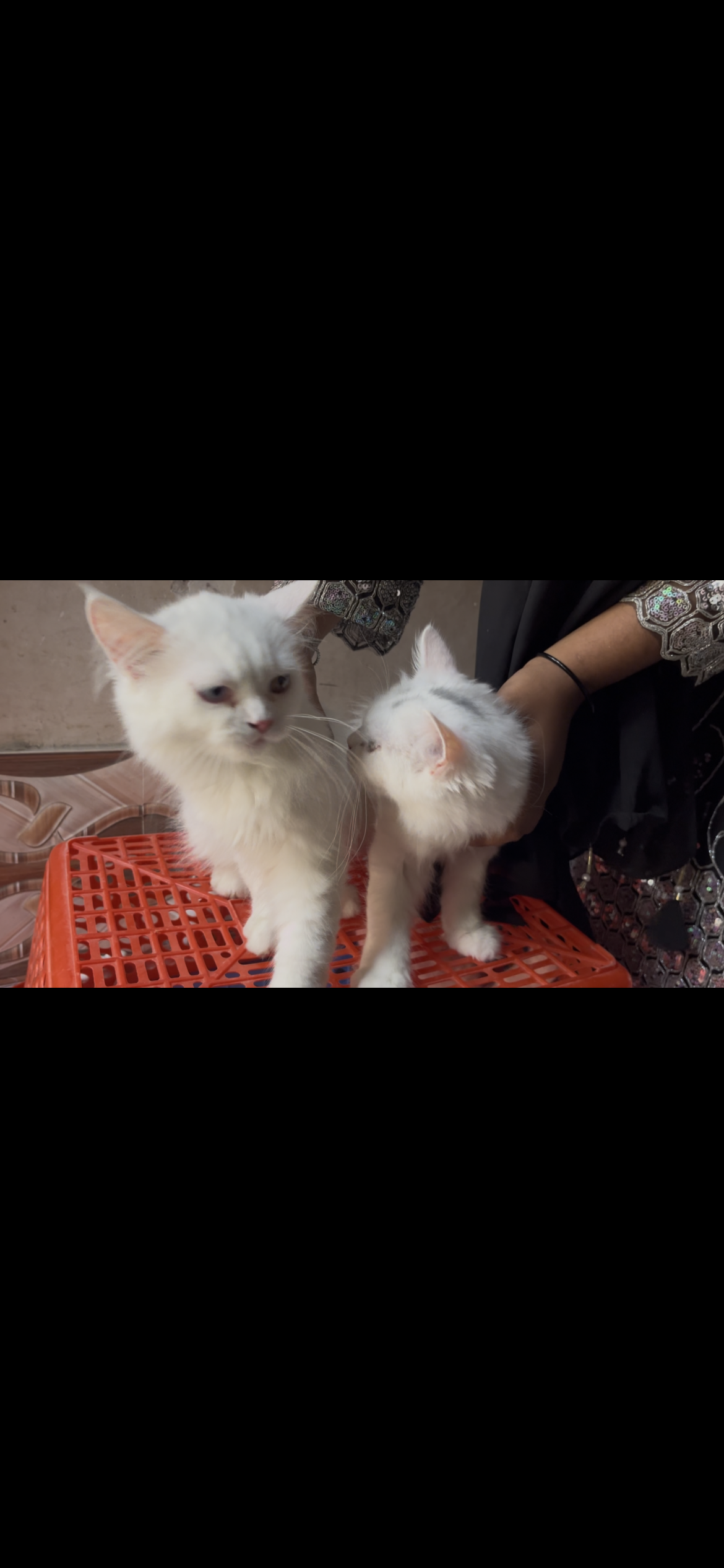 Pet
