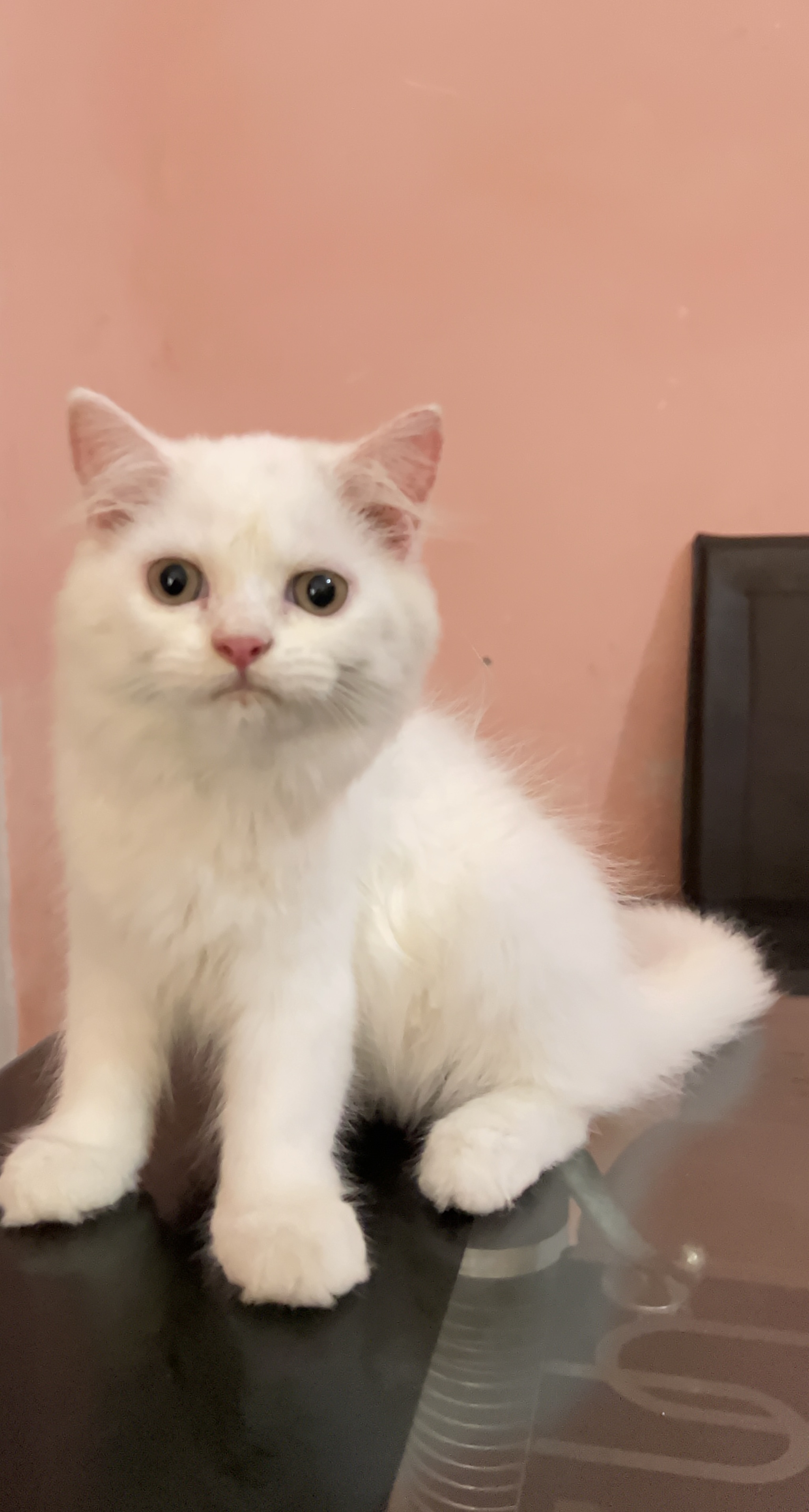 Pet