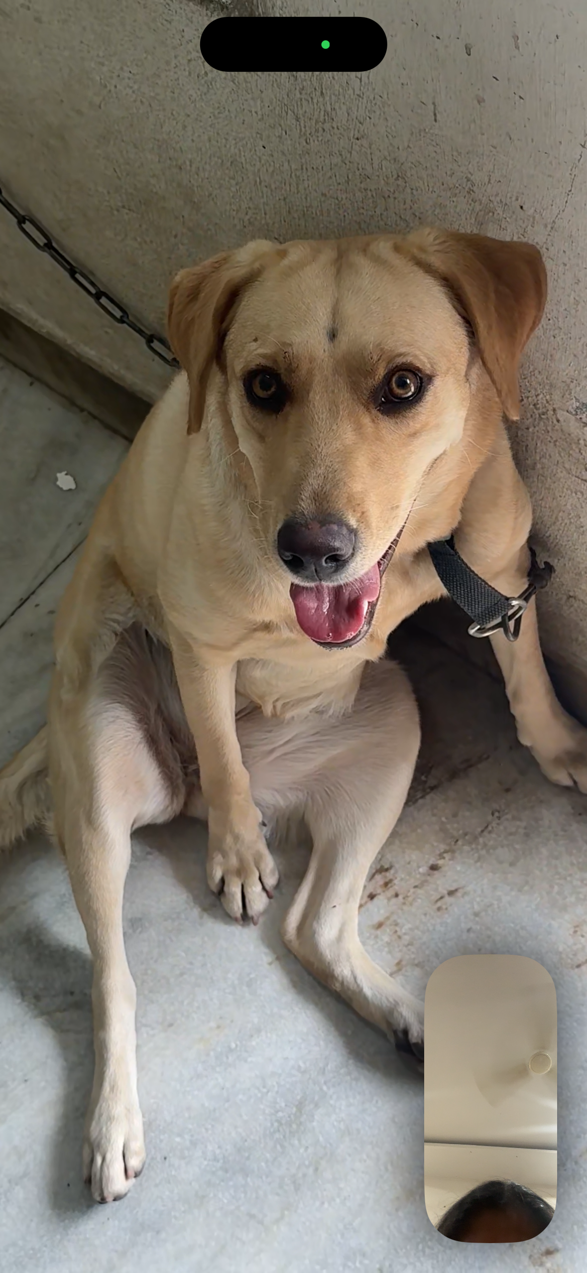 Pet