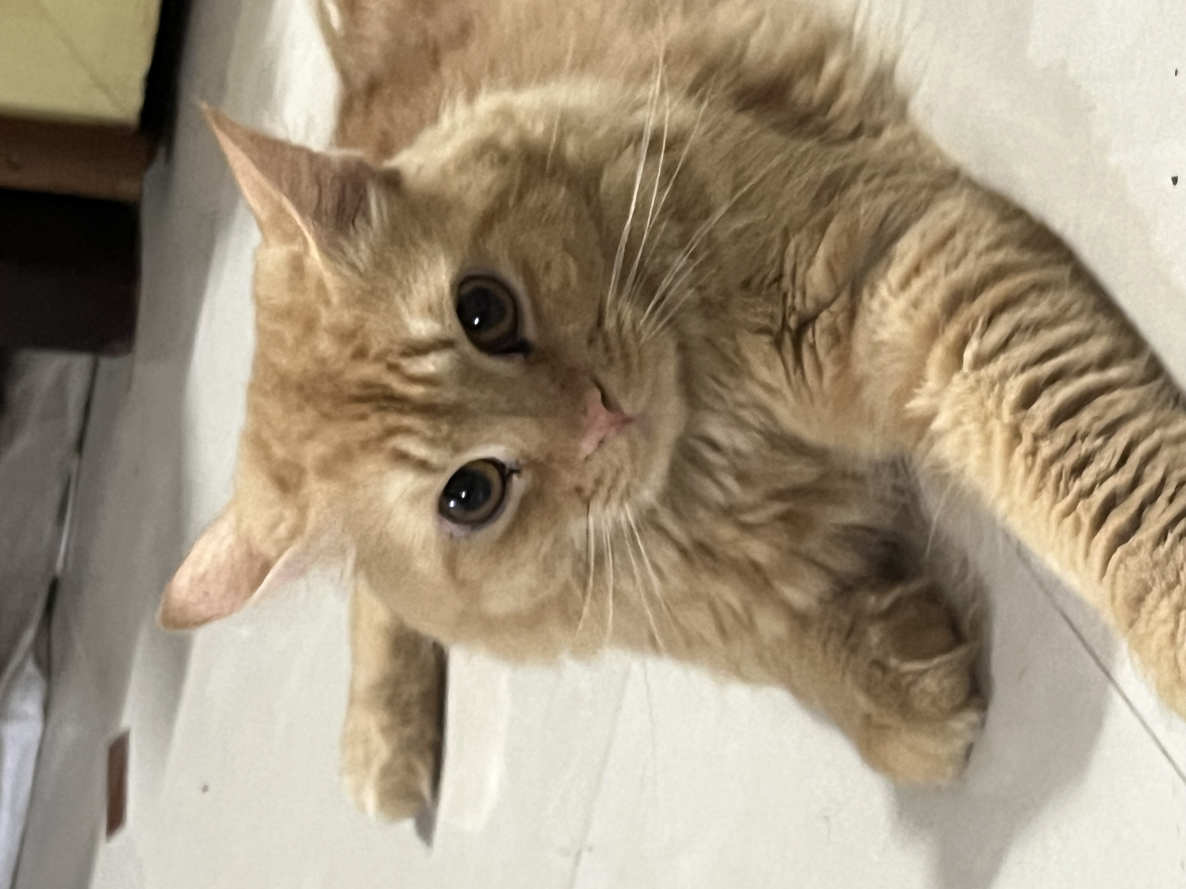 Pet