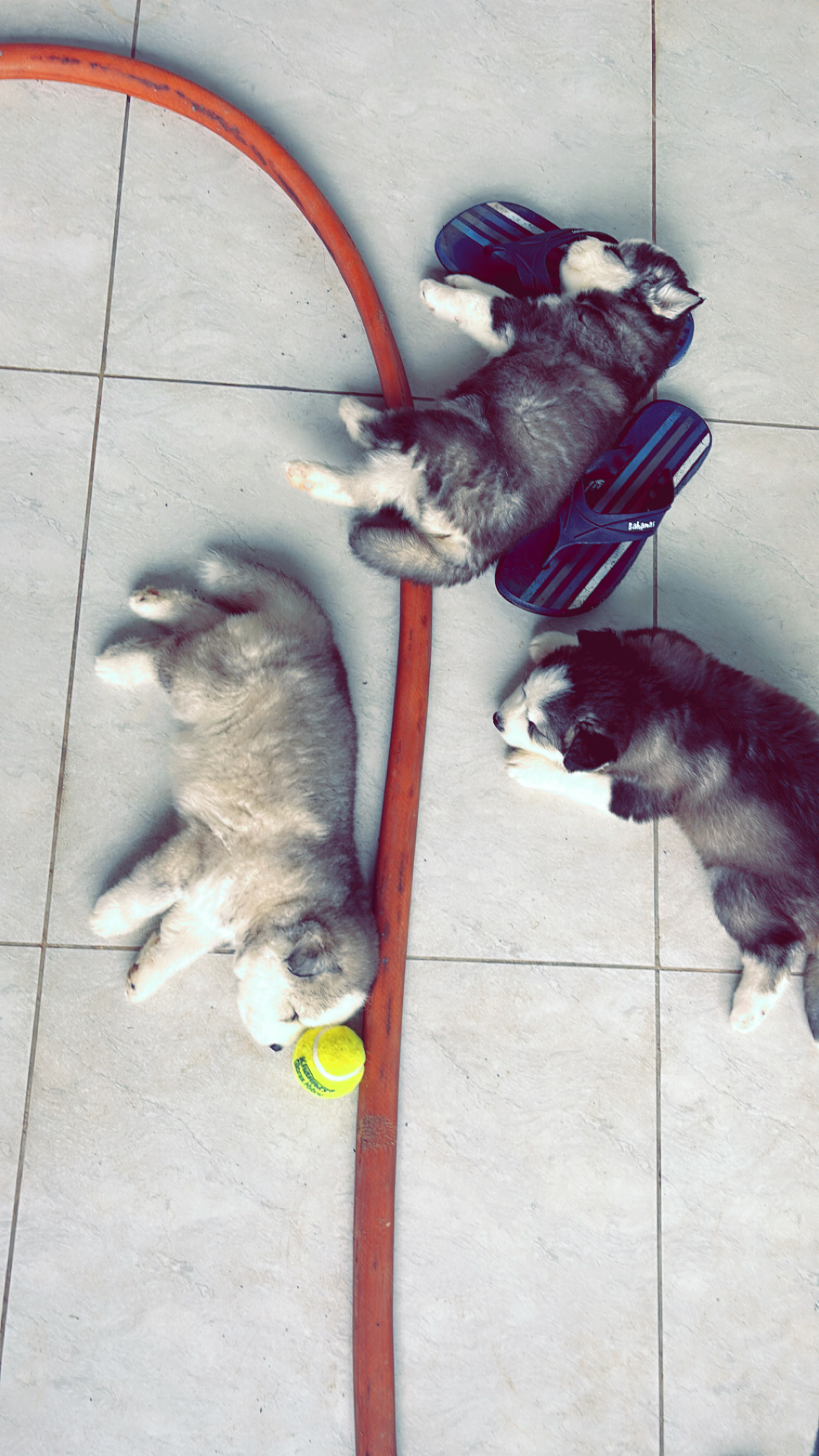 Dogs