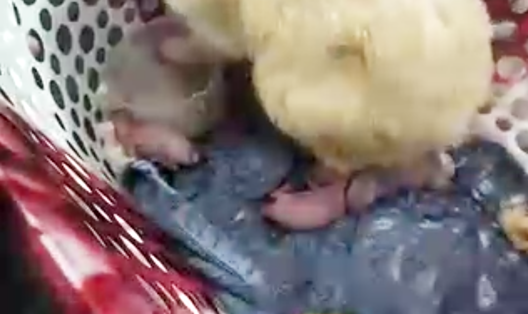 Pet