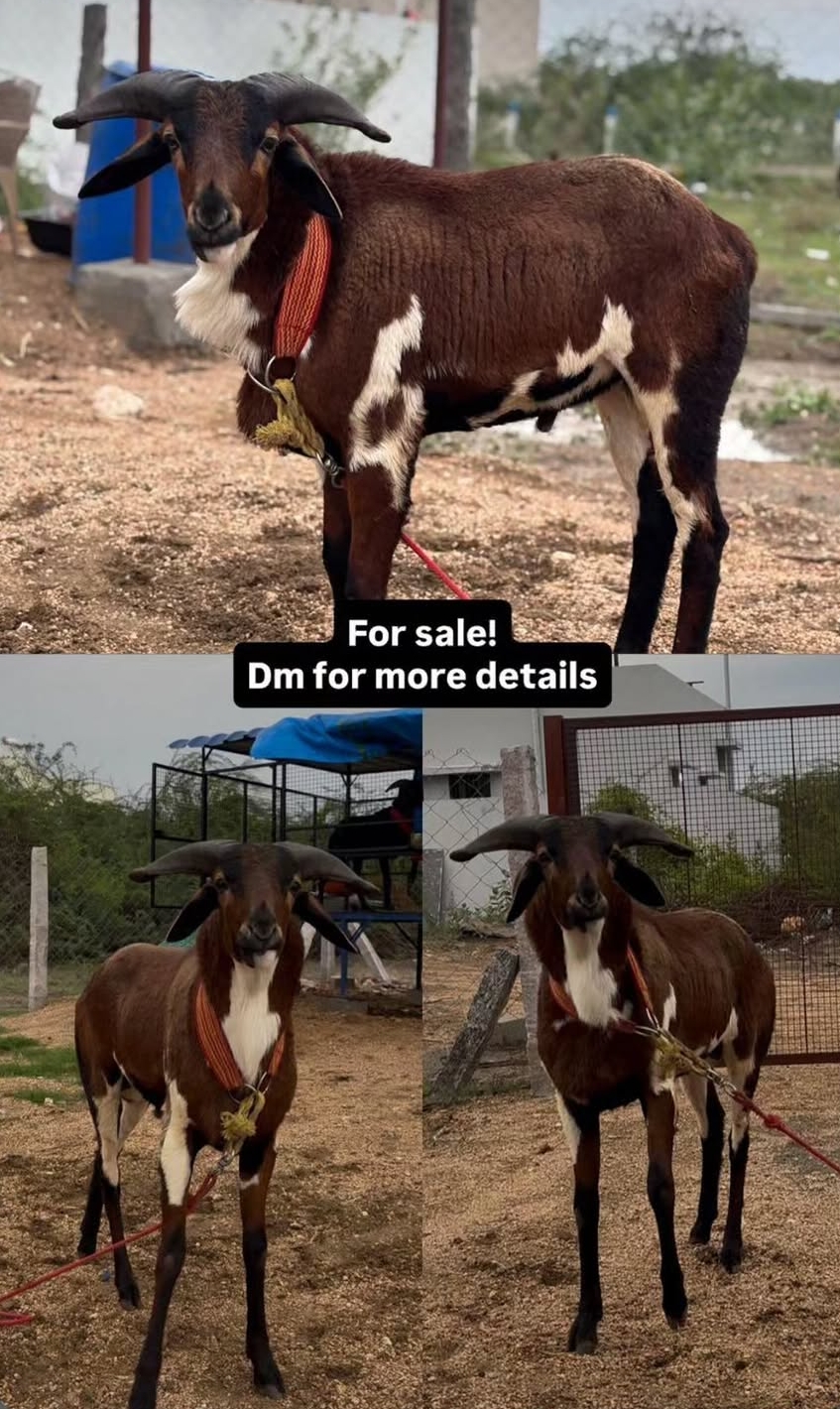 Goat farm