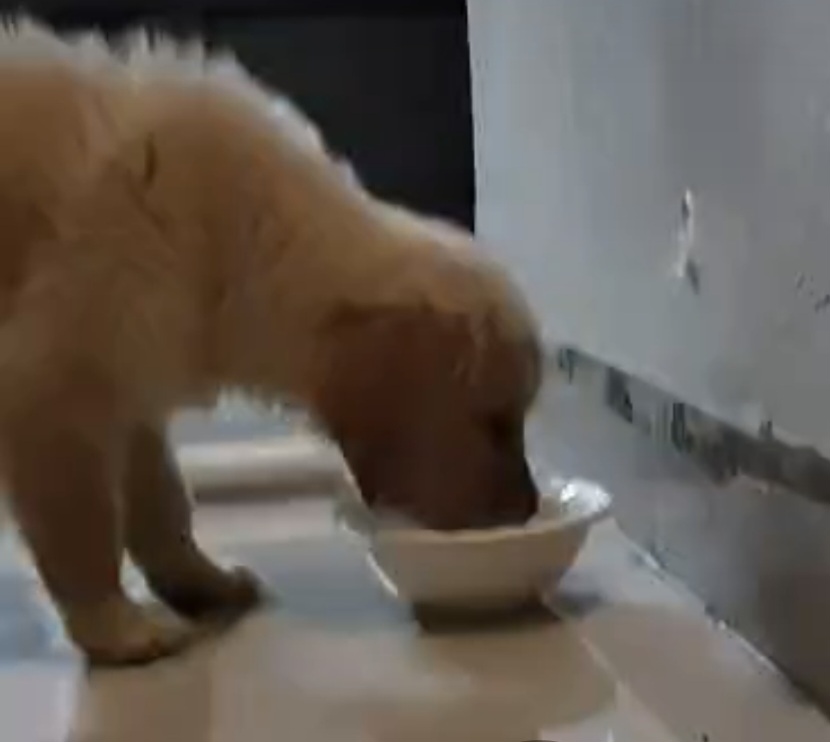 Pet