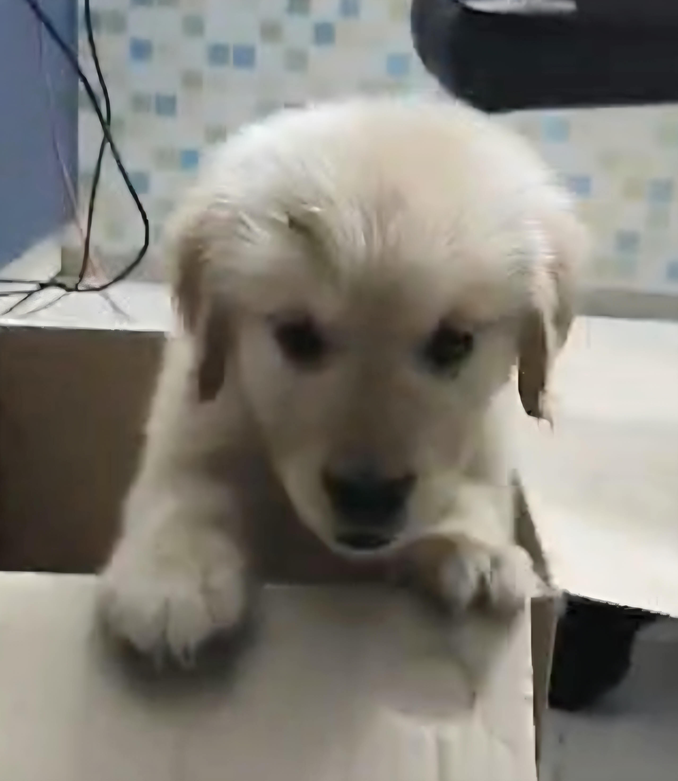 Pet