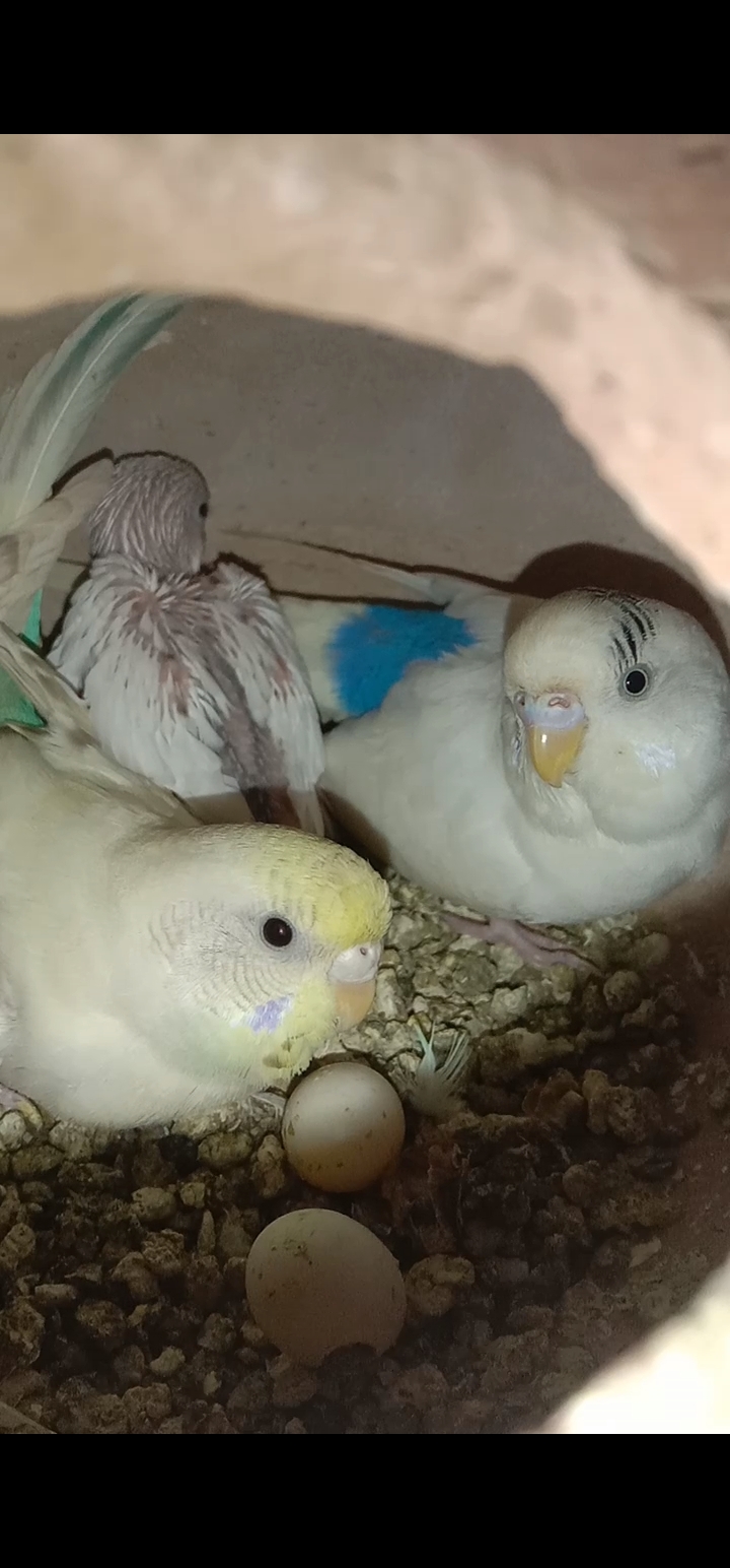 Birds