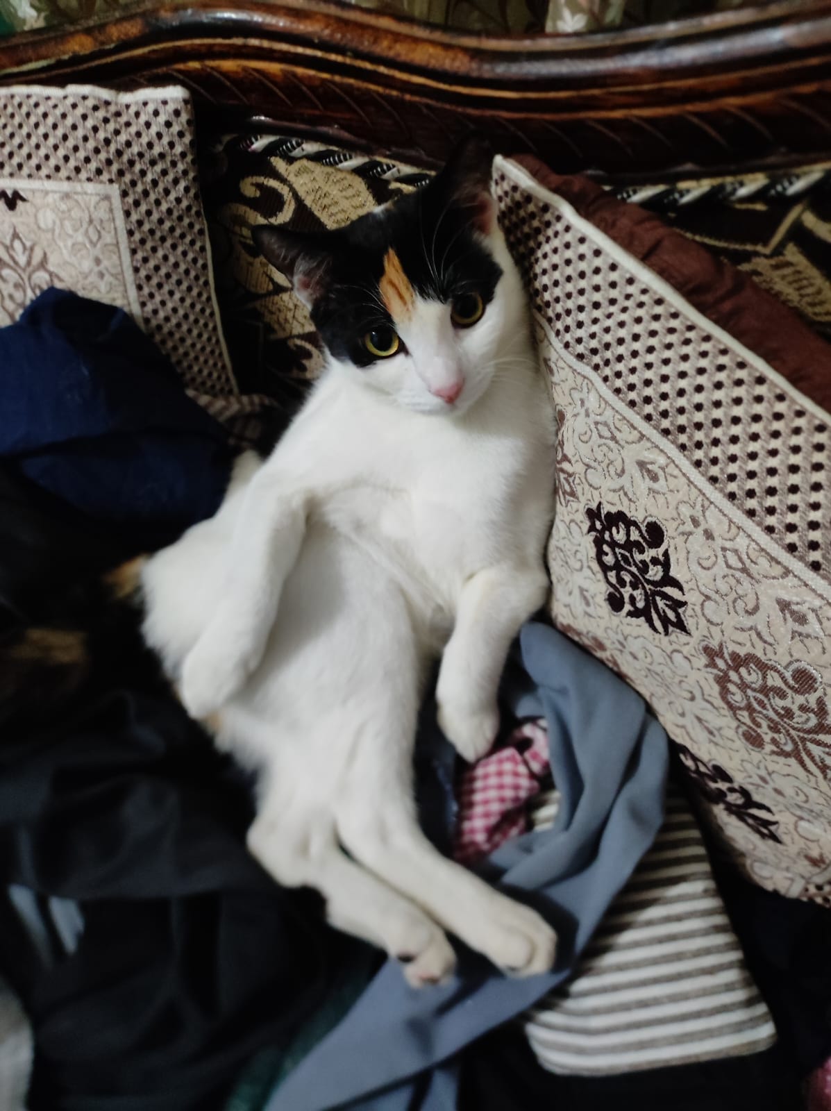 Pet