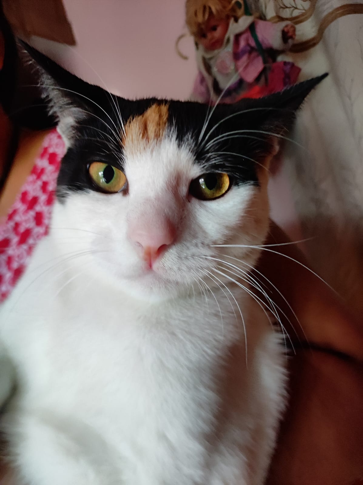 Pet