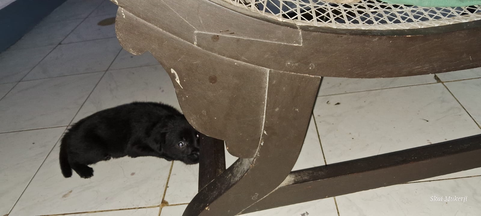 Pet
