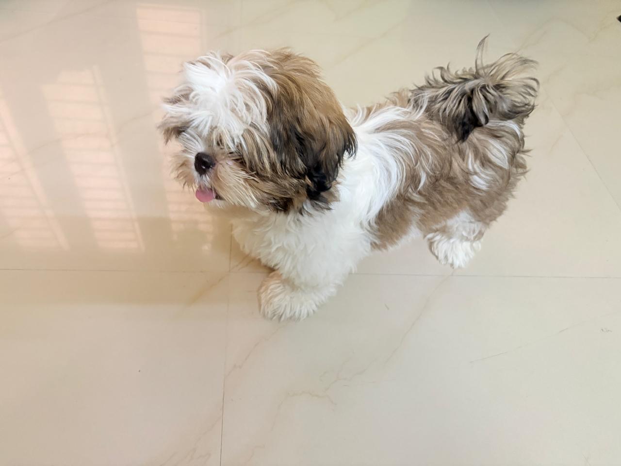 Pet