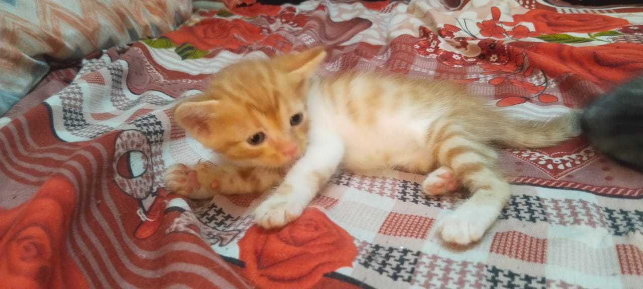 Pet