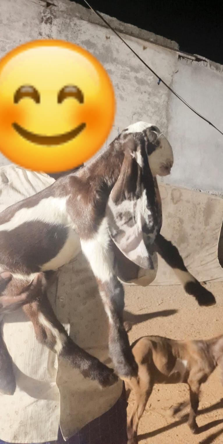 Pet