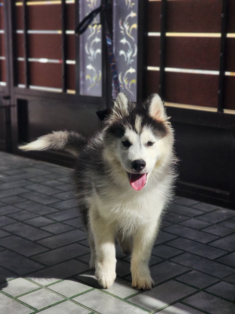 Pet