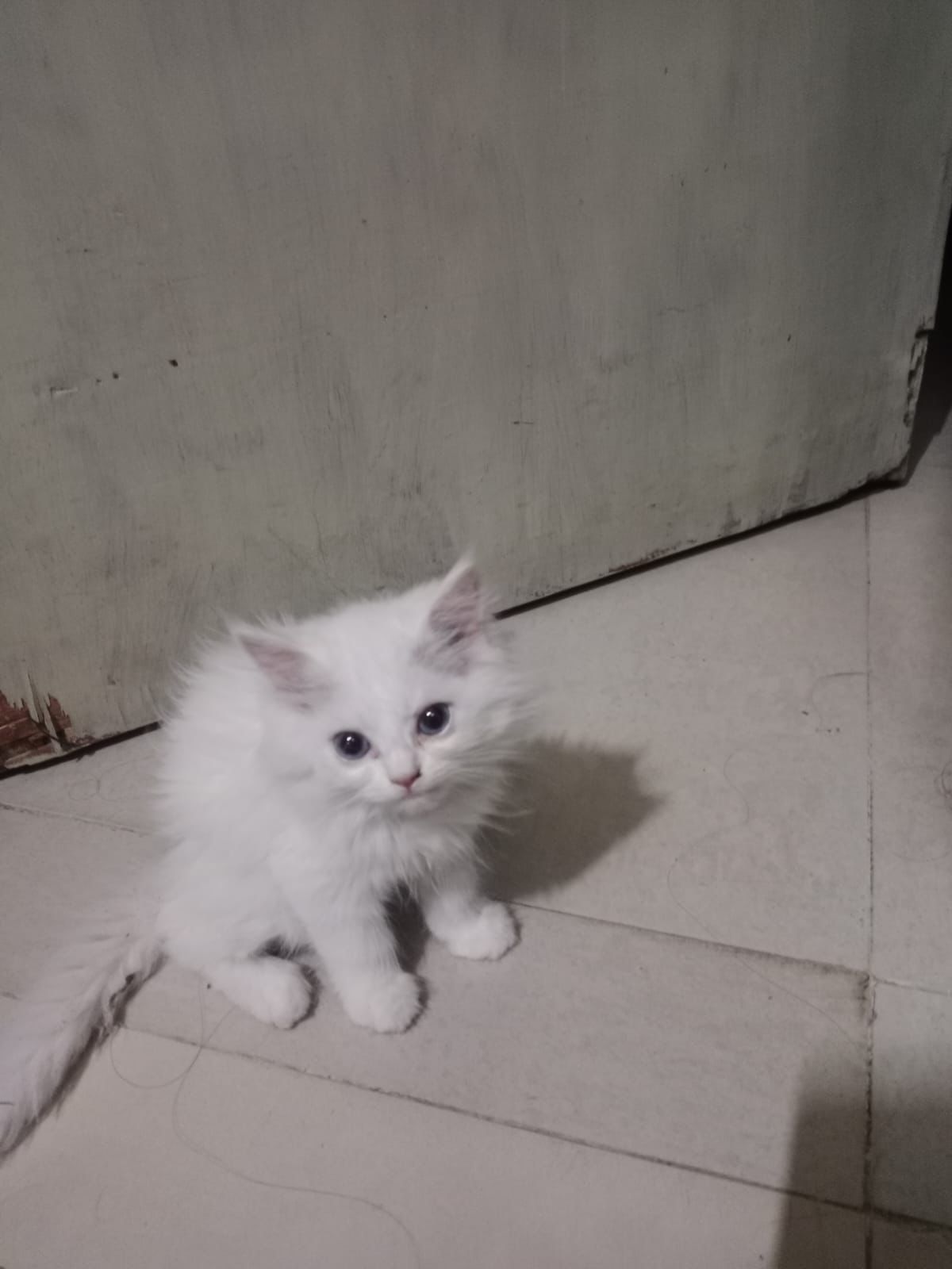 Pet