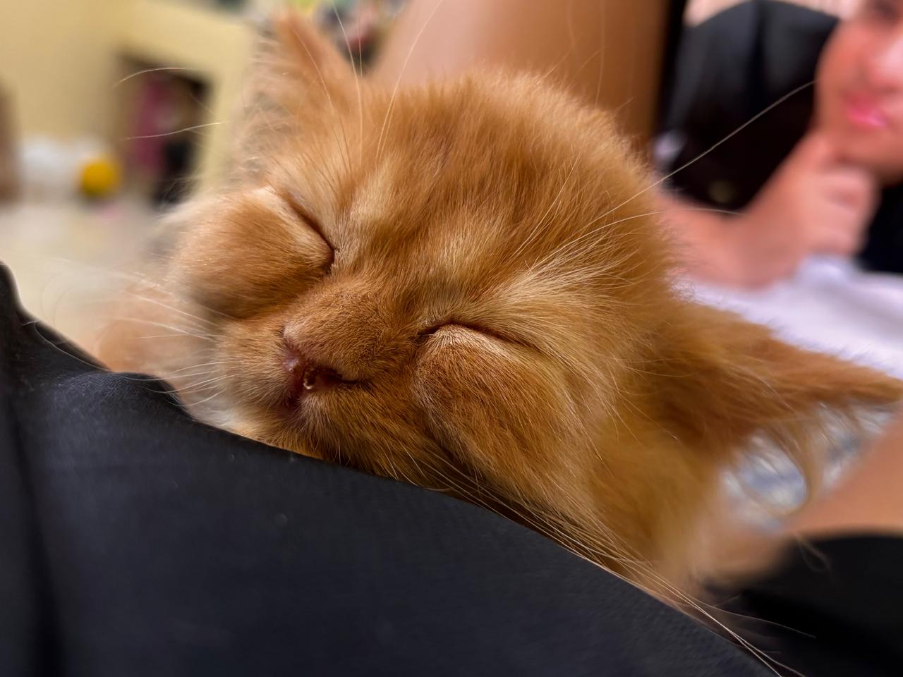 Pet