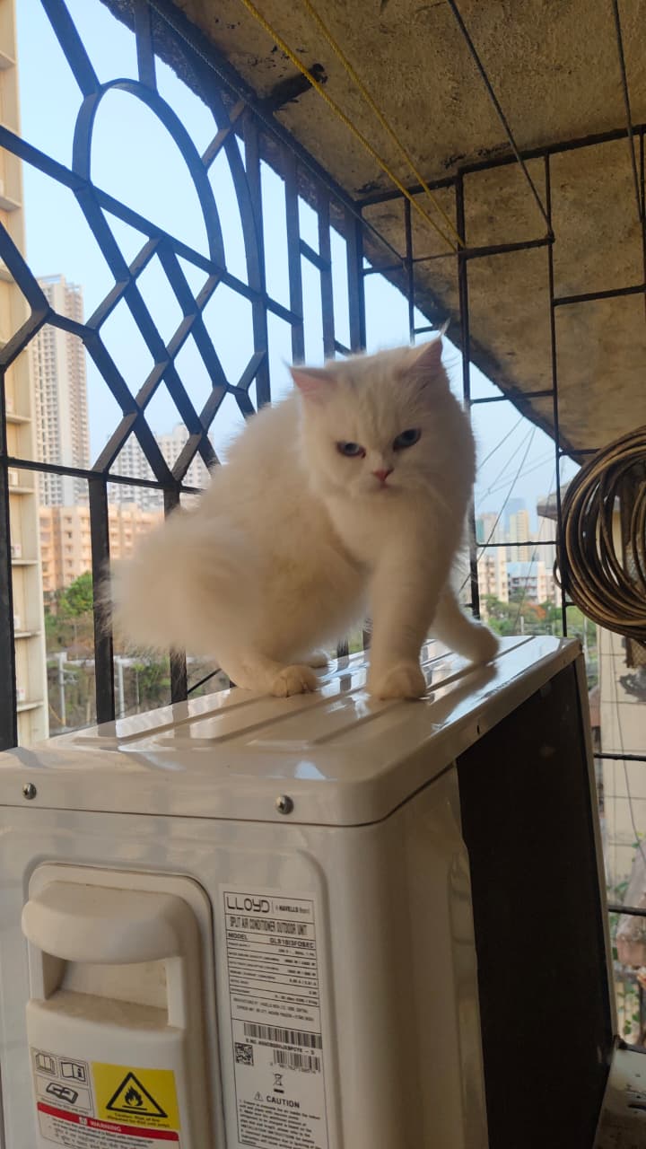 Pet