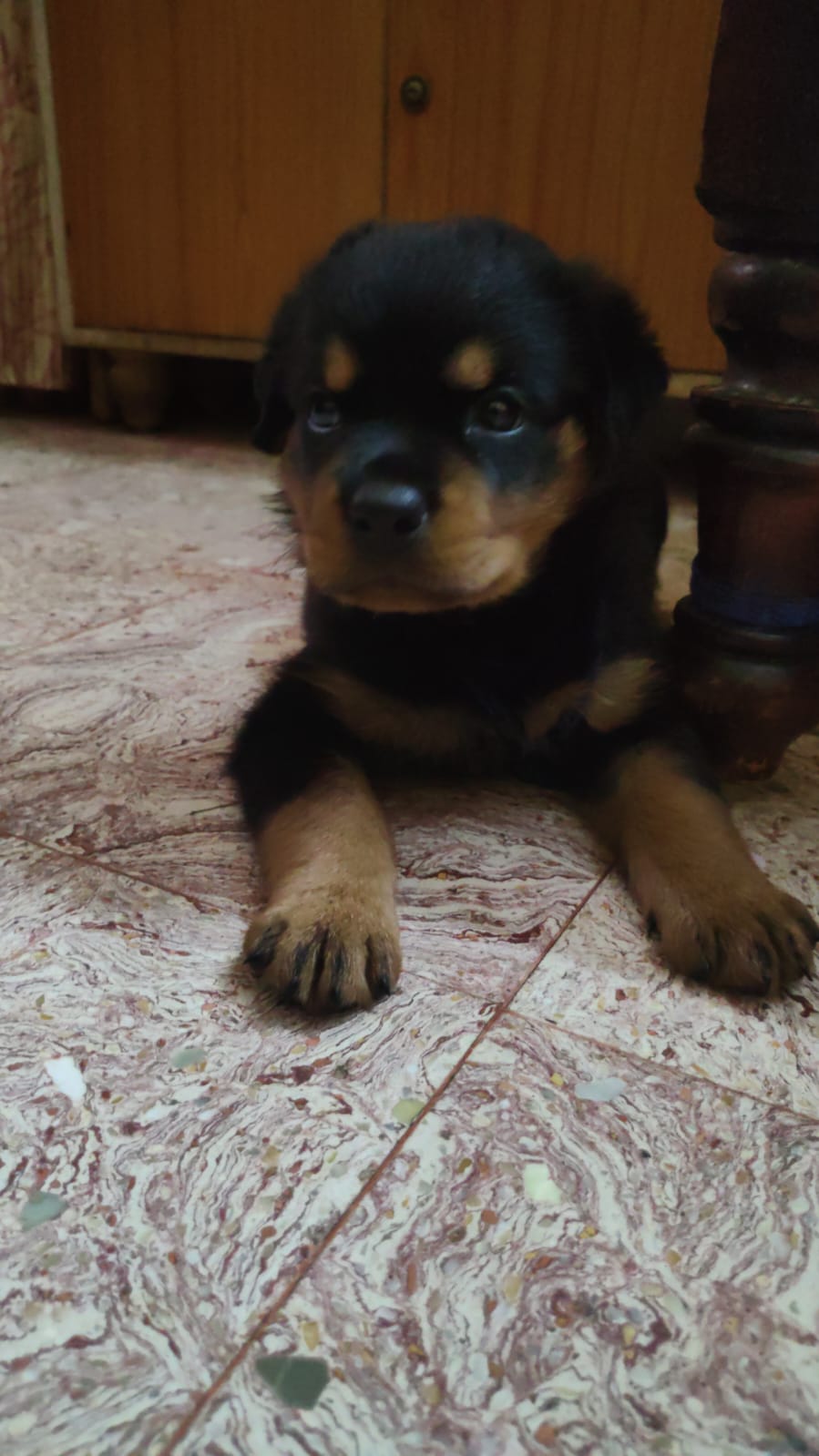 Pet