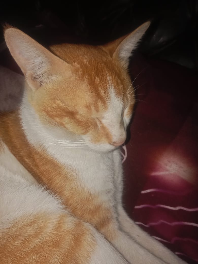 Pet