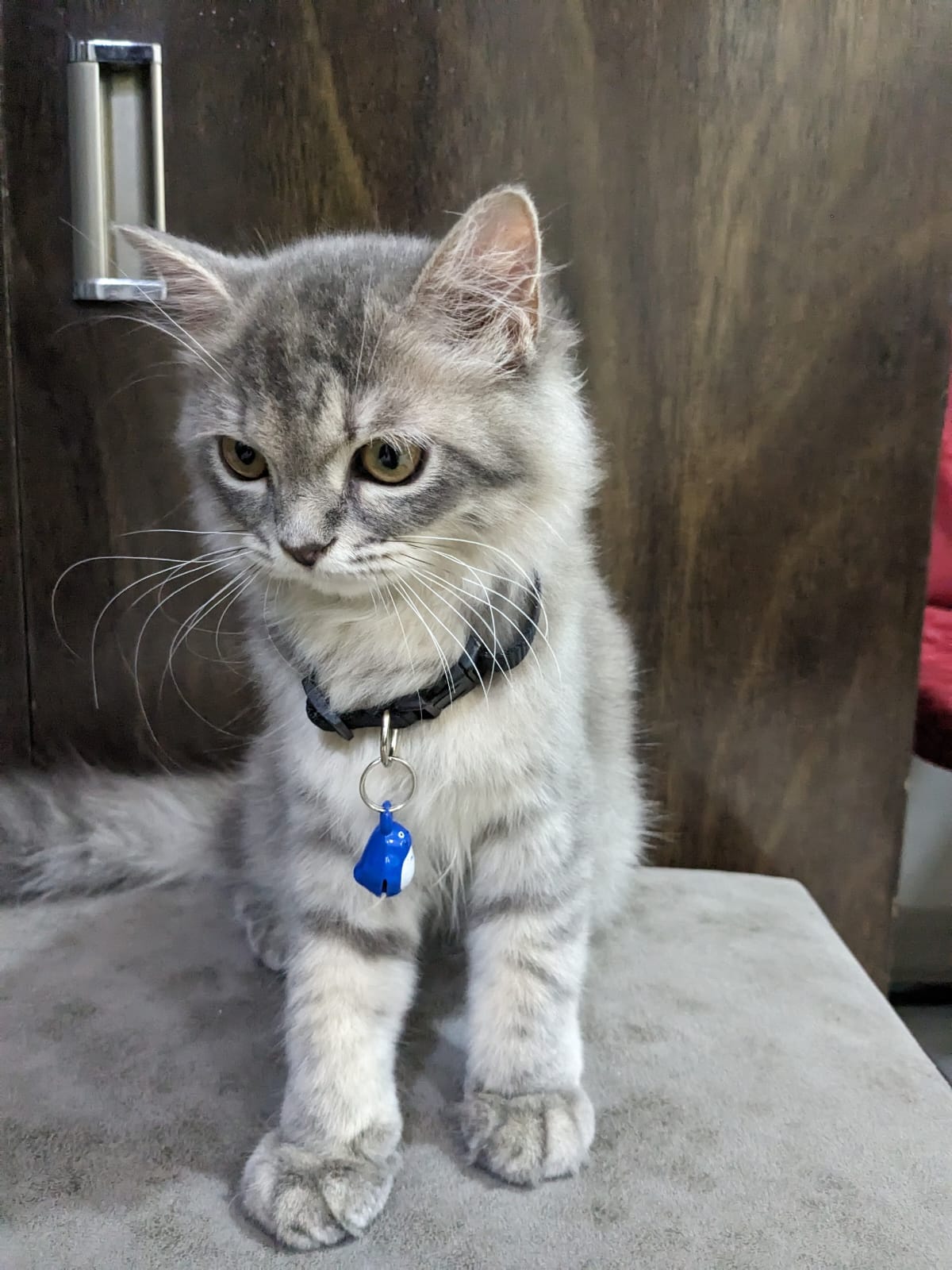 Pet