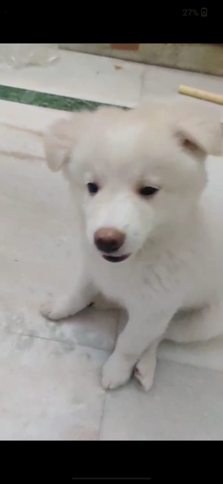 Dogs