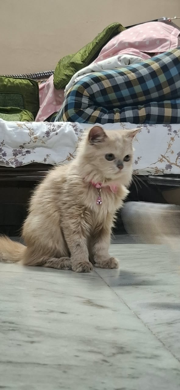 Cats