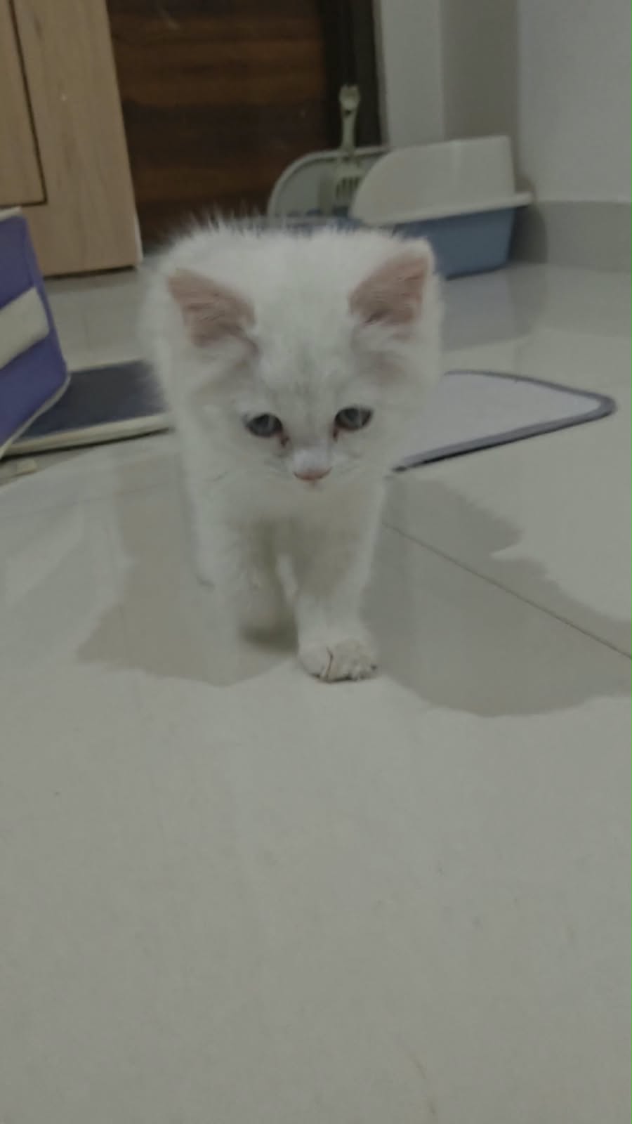 Cats
