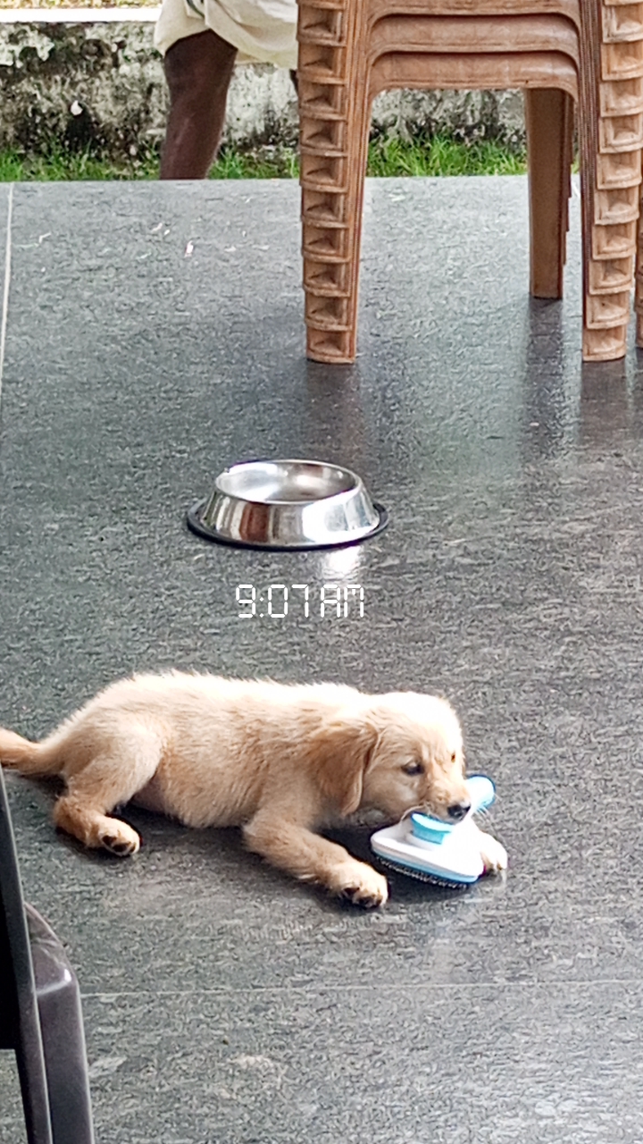 Pet