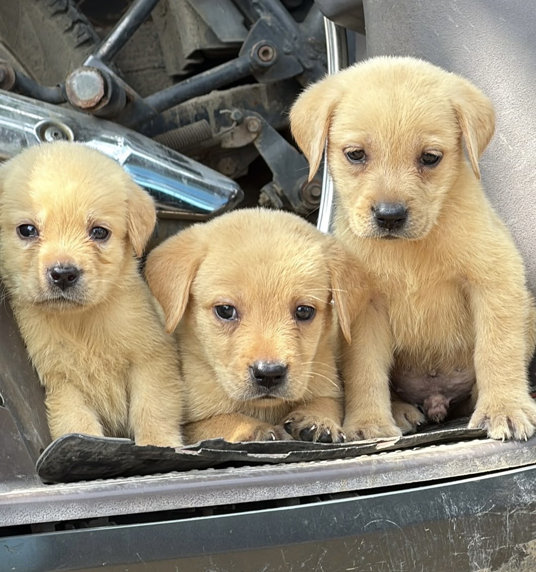 Dogs