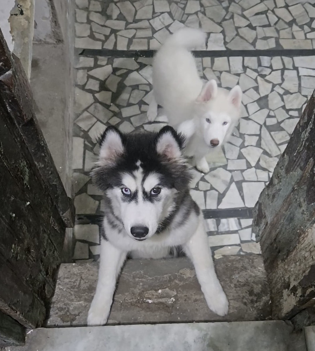 Pet