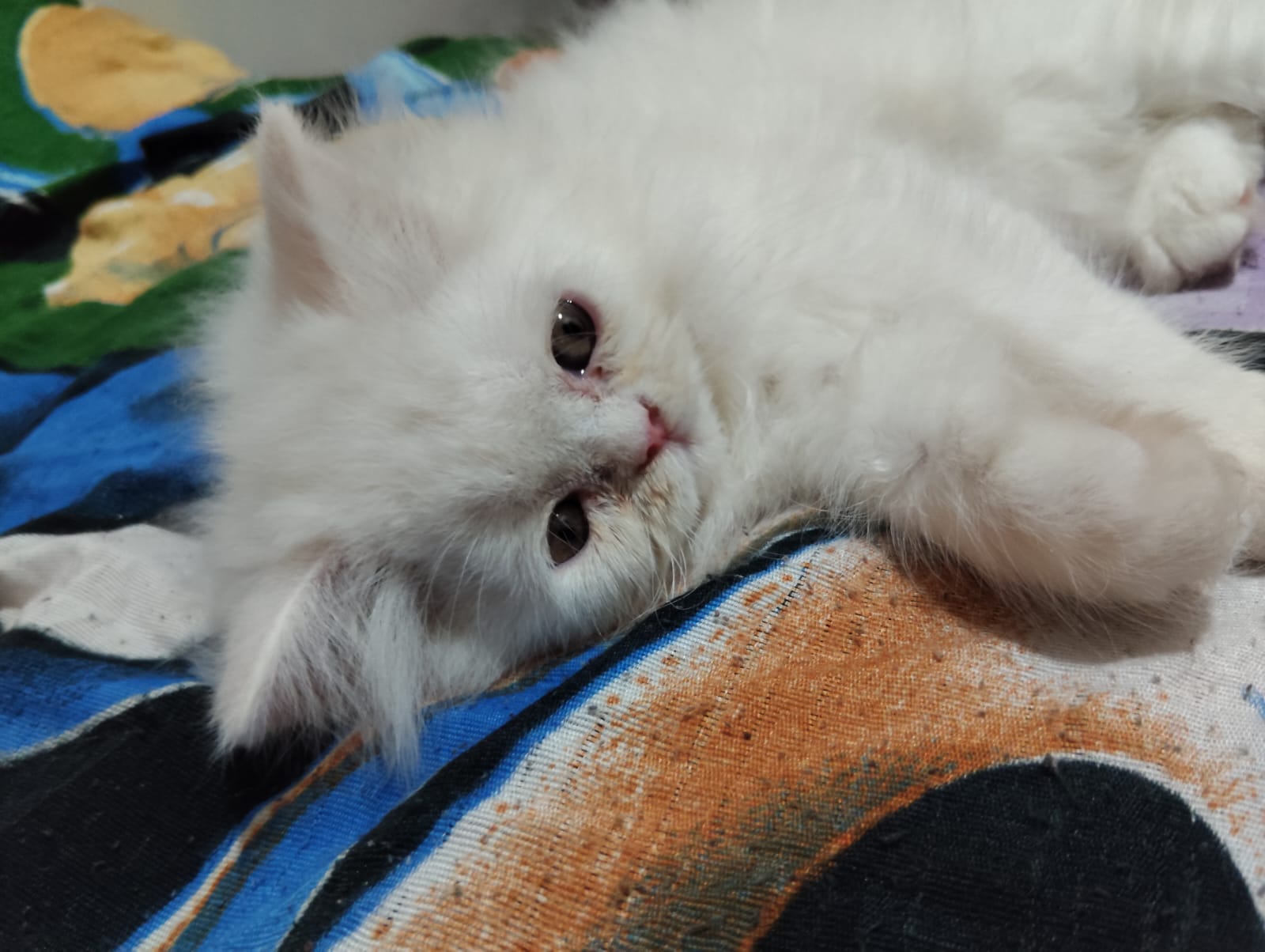 Pet