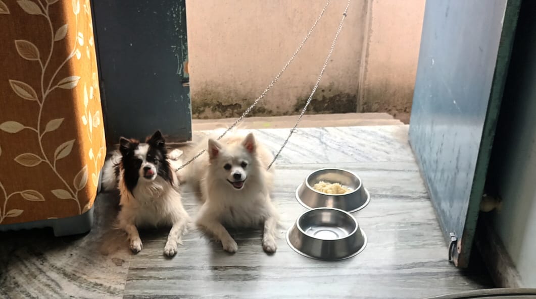 Pet