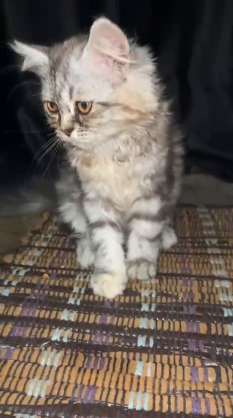 Cats