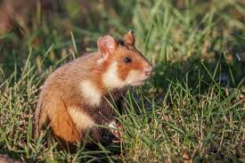 Pet