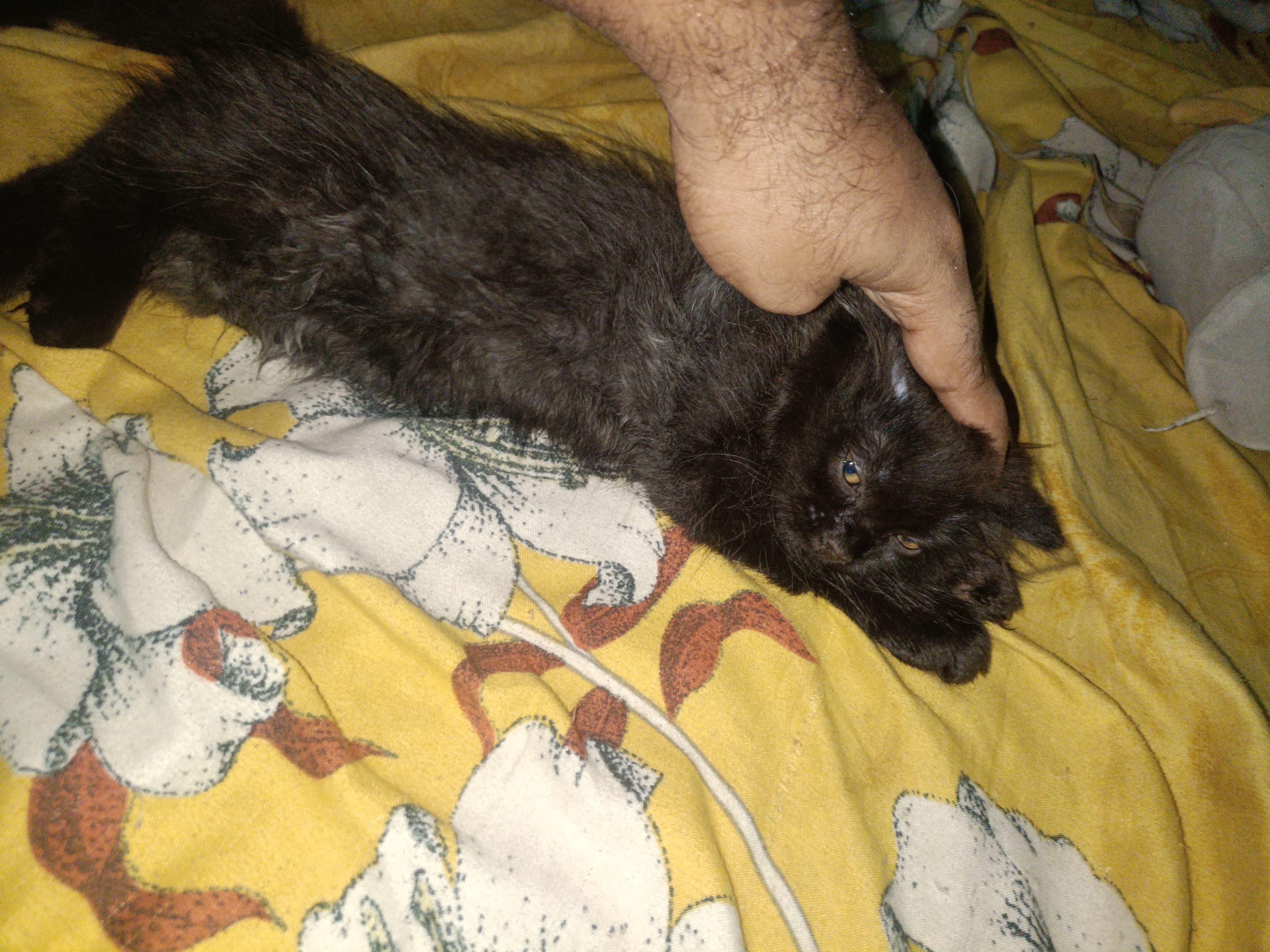Pet
