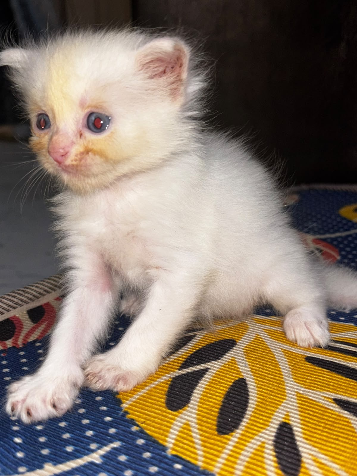 Pet