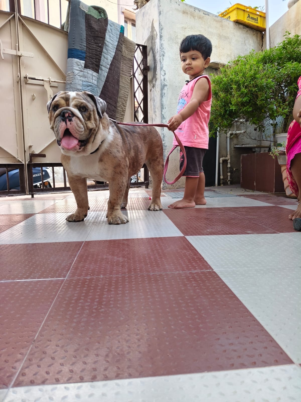 Dogs