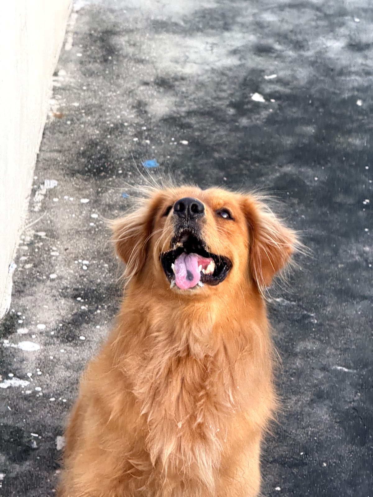 Dogs