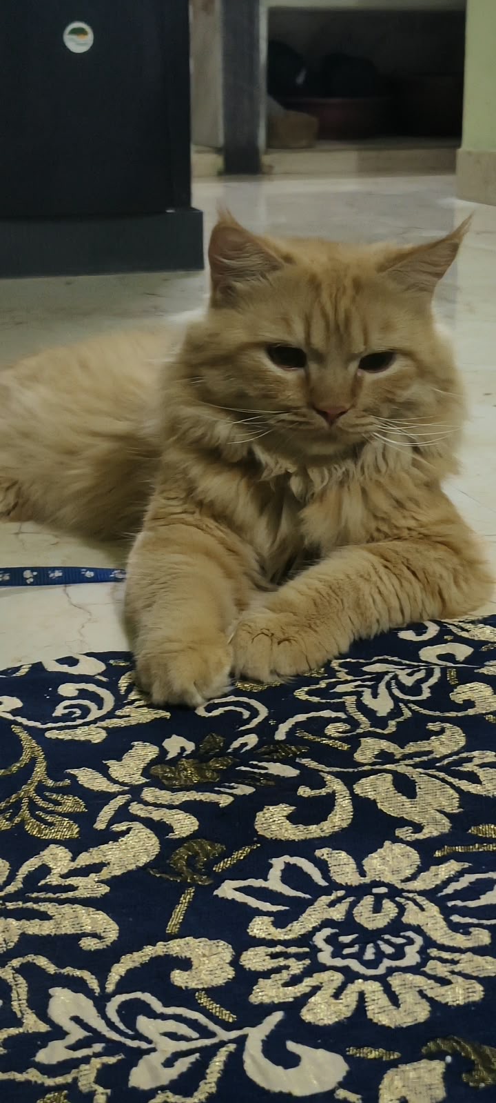 Cats