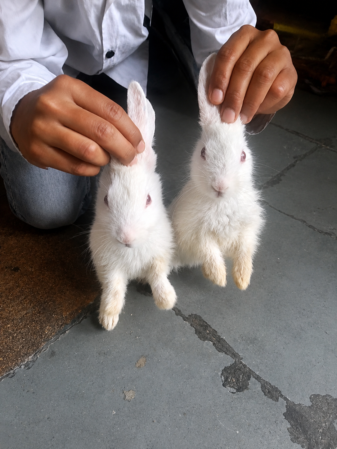 Pet