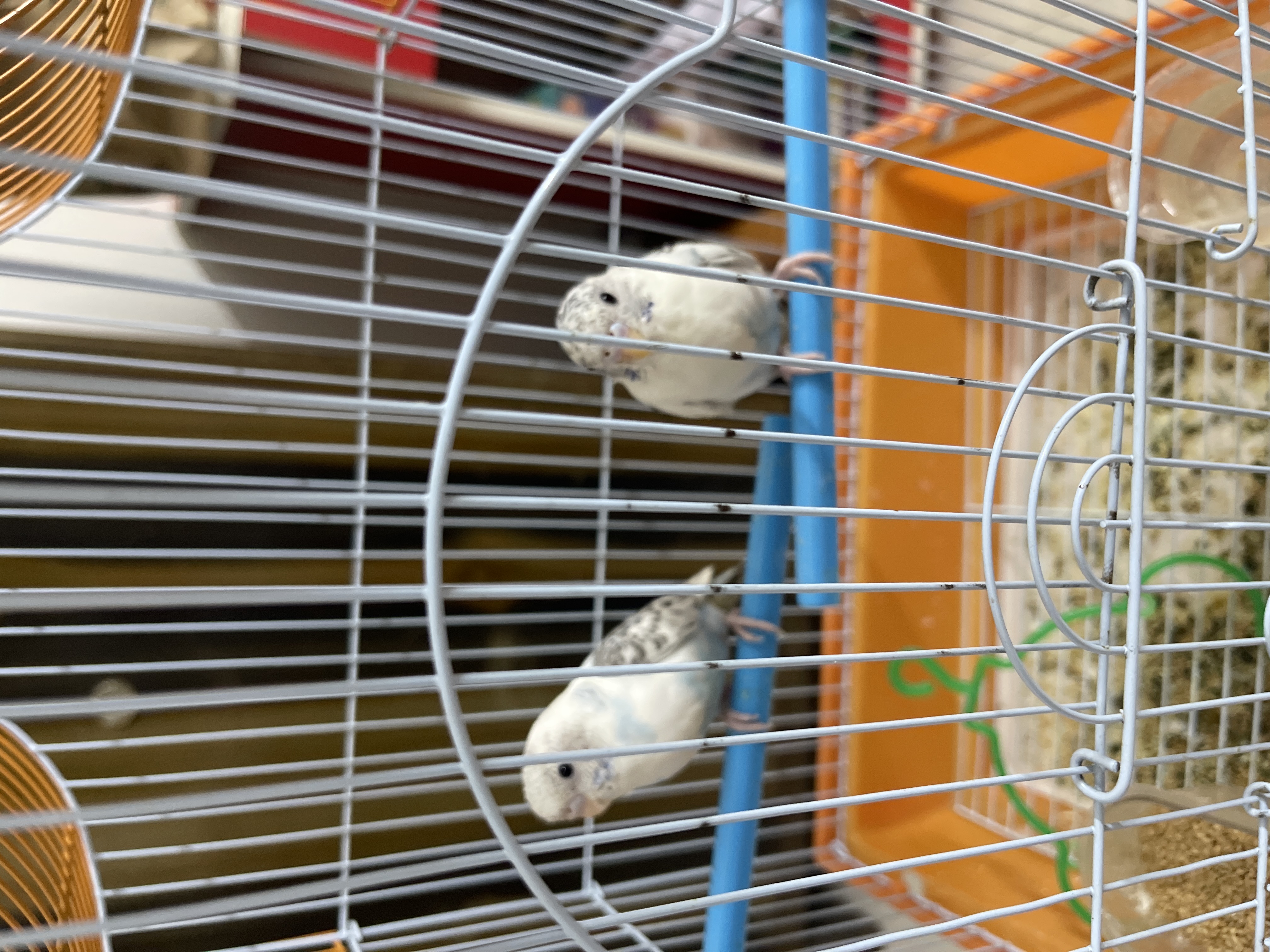 Pet