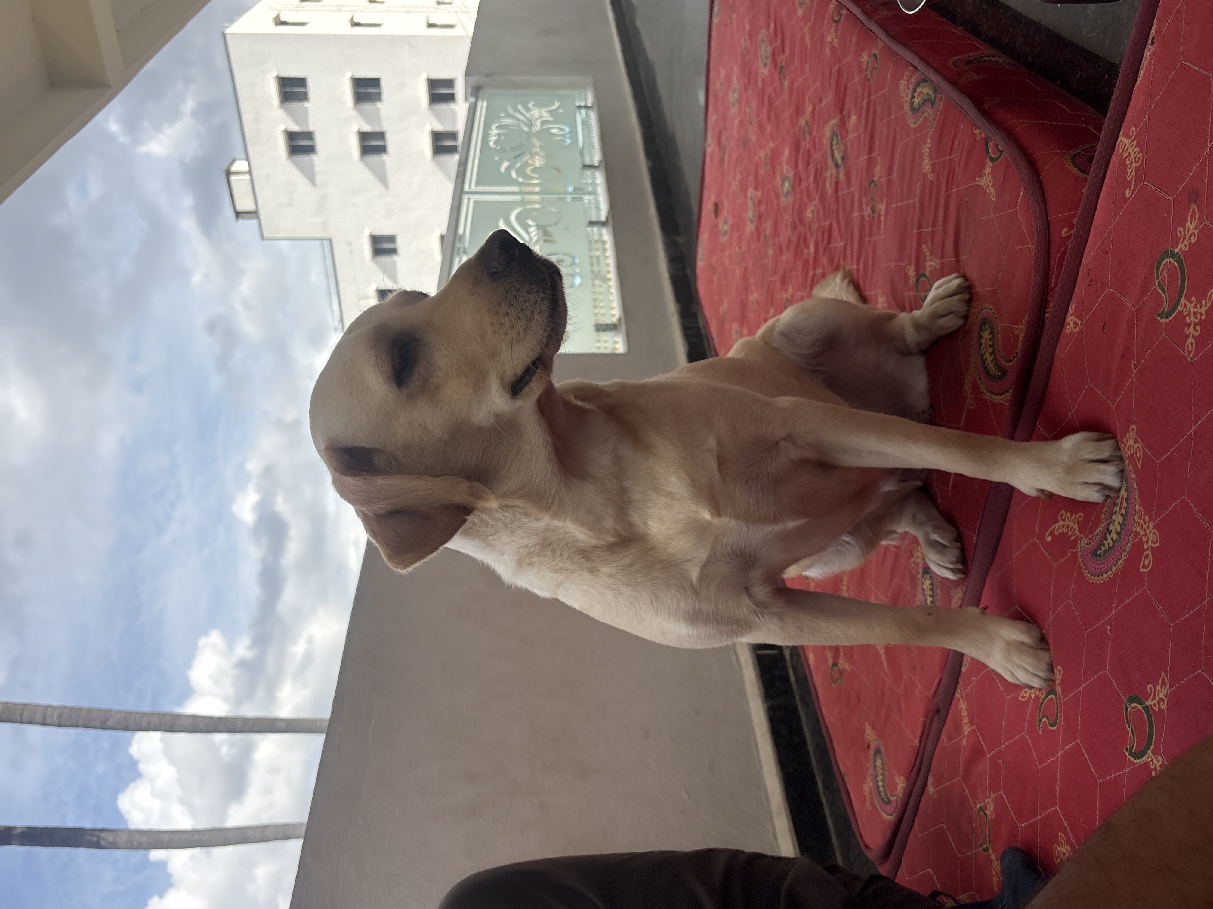 Pet